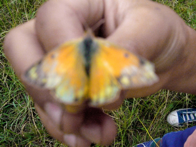 https://www.francescamarconi.com/files/gimgs/th-12_mariposa.jpg